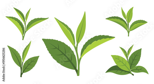 A vibrant collection of green tea leaves artfully arranged against a white background showcasing botanical elegance silhouette high quality professional