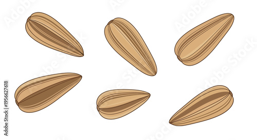Several sunflower seeds are scattered on a white background, isolated.