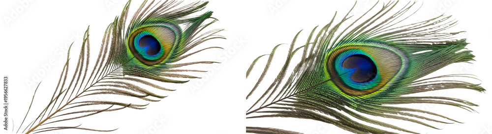 Fototapeta premium Two Beautiful Peacock Feathers with Vibrant Eye Patterns Isolated on White Background, Colorful Exotic Bird Plumage for Decoration, Fashion, Arts, and Luxury Design Themes