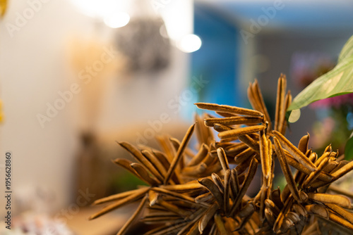 Abstract Brown Plant Arrangement with Bokeh Background
