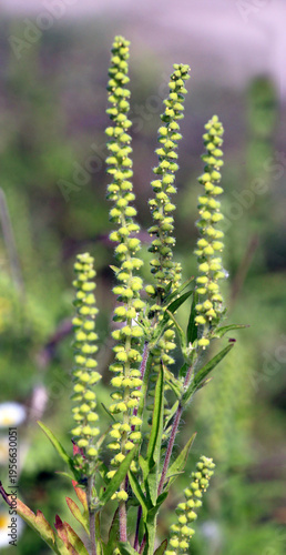 Tableau sur toile Ambrosia (Ambrosia artemisiifolia) grows in nature