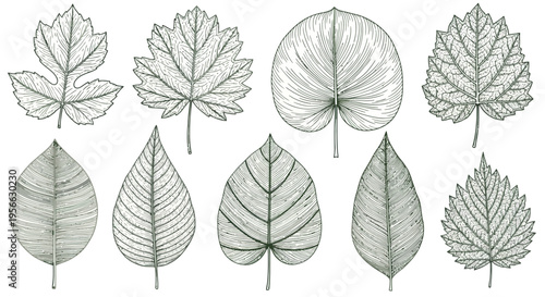Intricate botanical line art featuring diverse leaf designs on white background