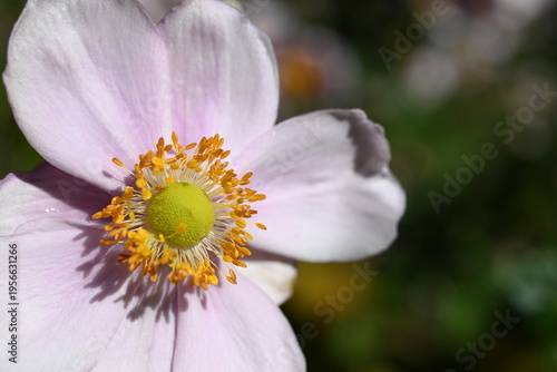close up of pink flower