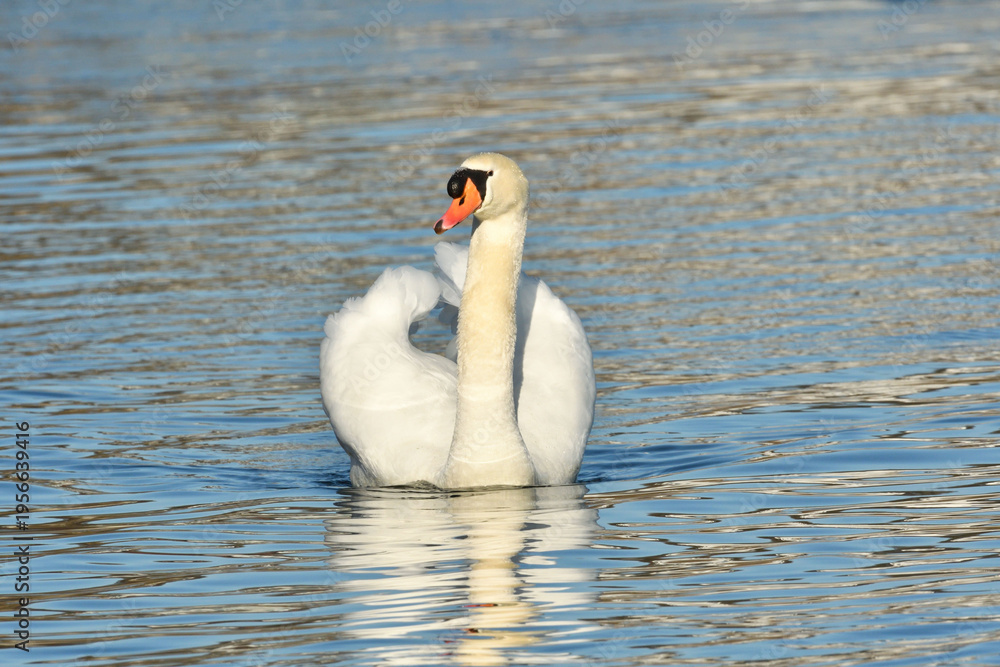 Obraz premium Höckerschwan