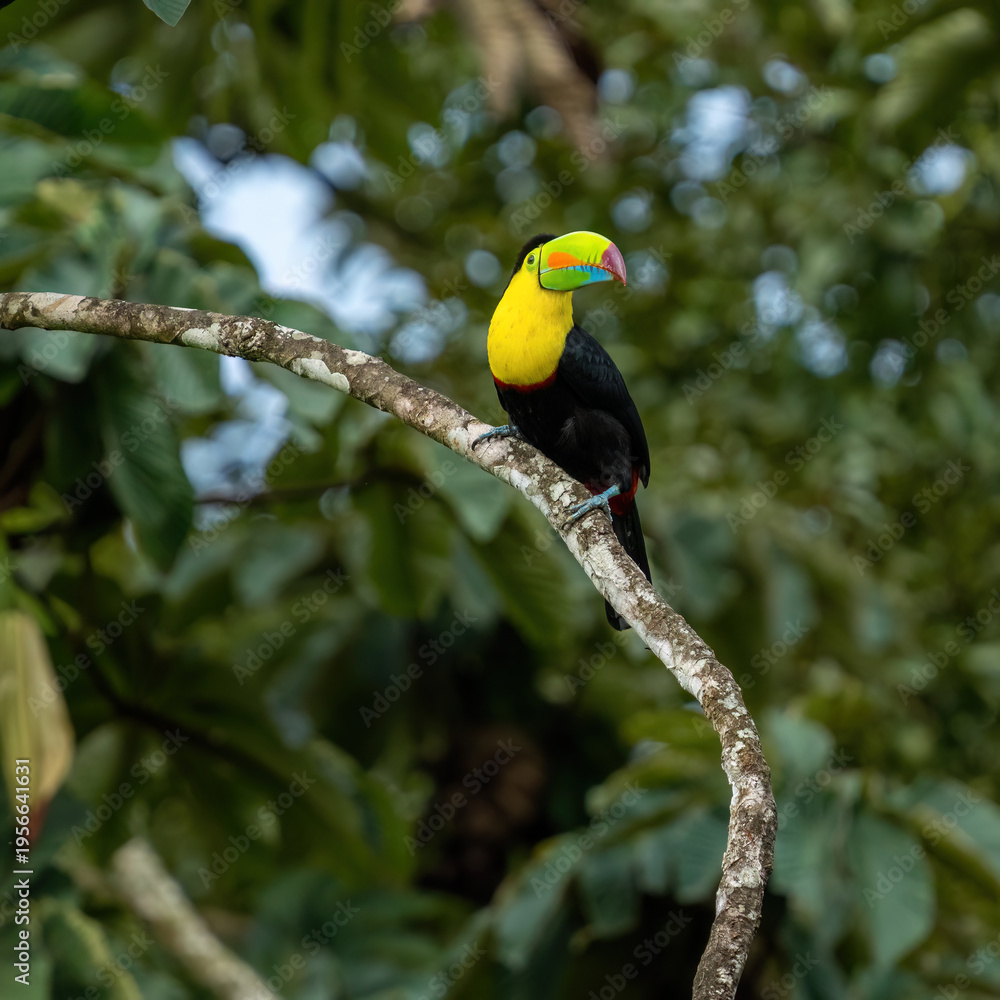 Fototapeta premium toucan on a branch