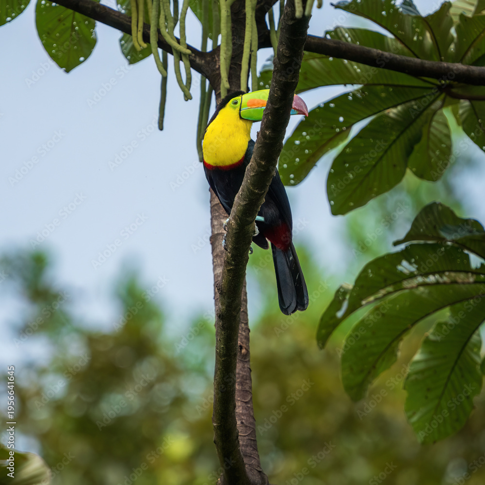 Fototapeta premium yellow billed toucan on branch