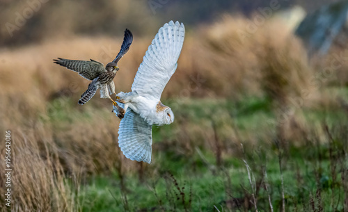Tableau sur toile Kestrels mugging the Barn Owl for its prey