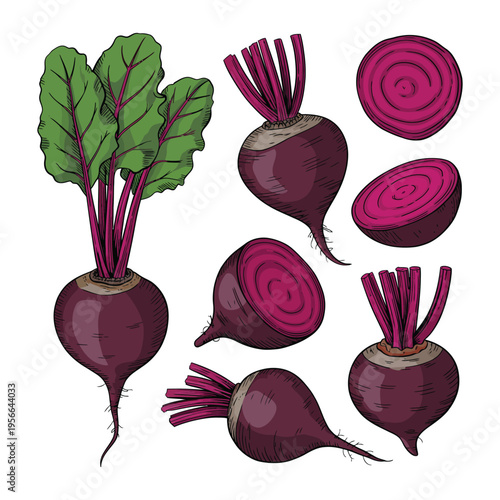 Vector seamless floral pattern with radish beet and beetroot illustrations