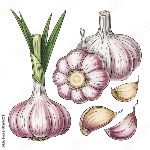 Garlic and onion isolated on white background fresh healthy vegetables closeup
