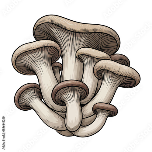 Fresh brown boletus mushroom isolated on white background with natural autumn forest feel