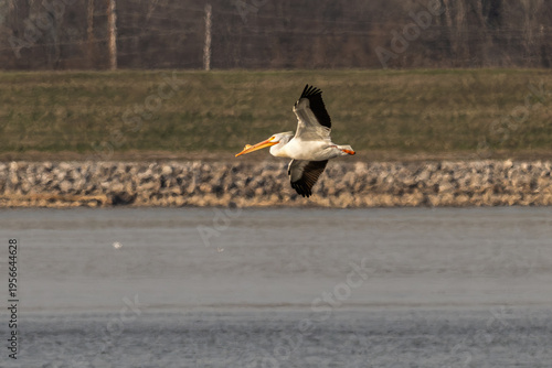 American white pelican in flight over a lake.