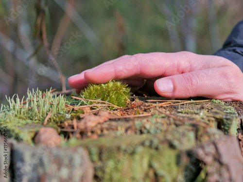 Adult Hand Hovering Over Moss Clump on Tree Stump — Shinrin-Yoku, Forest Therapy, Nature Connection, Mindfulness, Ecotherapy, Nature Care