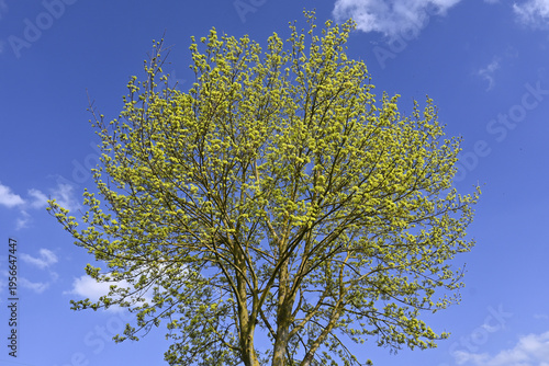 Wallpaper Mural frühlingsgrün Torontodigital.ca