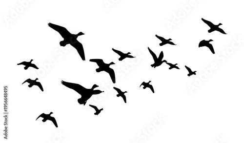 Flying duck flock silhouette in V formation vector illustration isolated on white background