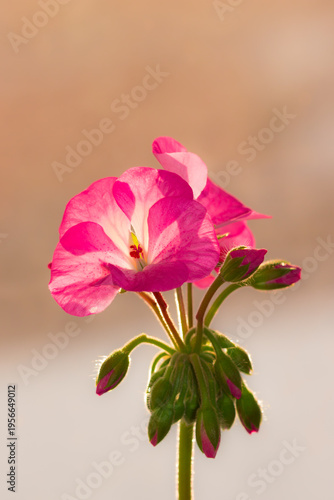 A cultivar of Pelargonium (Geraniaceae fam.)