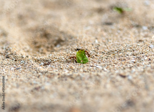 Leaf cutter ants, Panama