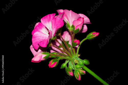 A cultivar of Pelargonium (Geraniaceae fam.)
