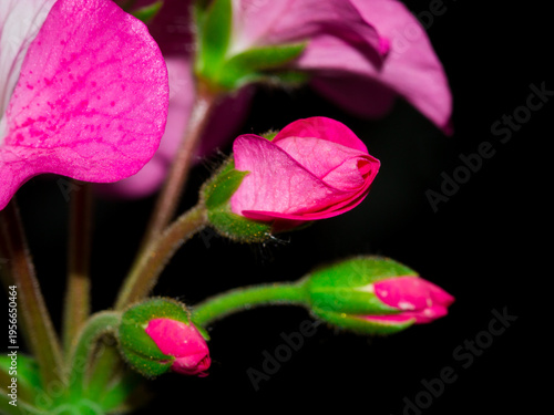 A cultivar of Pelargonium (Geraniaceae fam.)