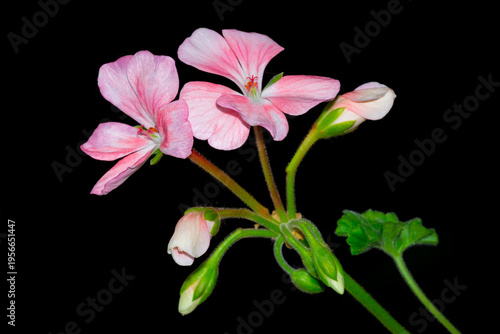 A cultivar of Pelargonium (Geraniaceae fam.)