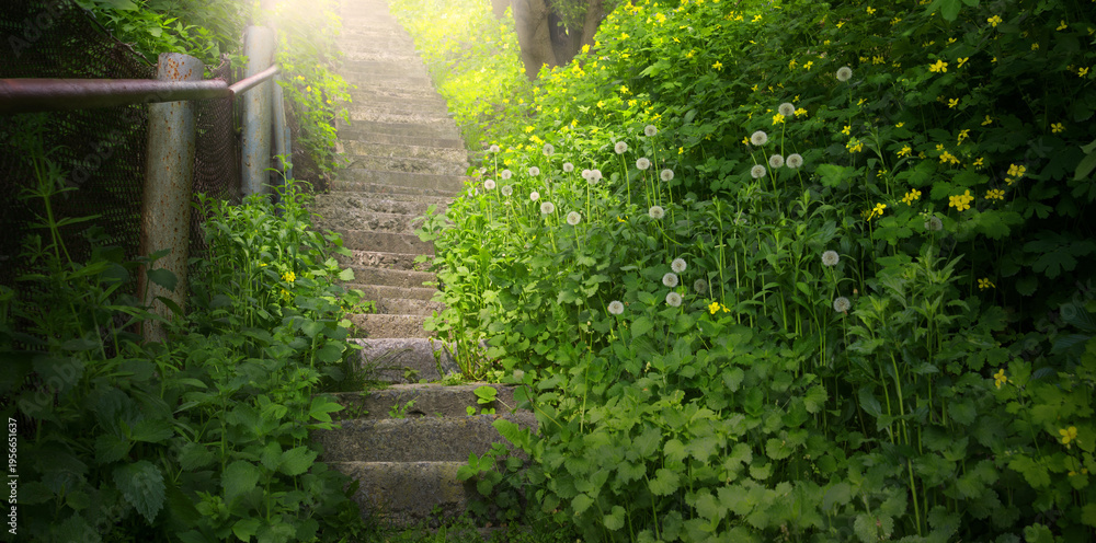 Fototapeta premium Old stairs in the forest