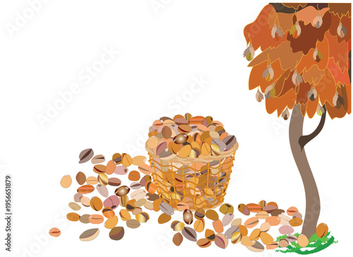 A pistachio tree with pistachio kernels gathered on the ground in a bamboo basket