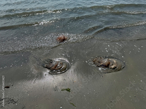 Stranded Rhizostoma pulmo barrel jellyfish specimens on a sandy shore in Grado, Adriatic Sea. Detailed close-up of giant jellyfish washed up on the beach in Italy, a natural cnidarian phenomenon.