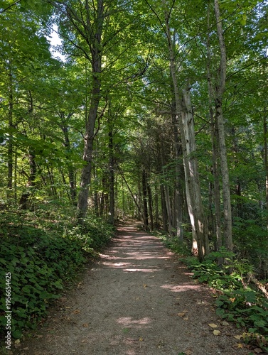 Photos Idyllic forest landscape with a walking path through plenty of grass, lined with
