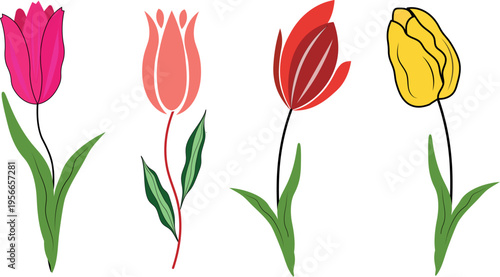 Red and yellow tulips isolated on white background spring flowers illustration