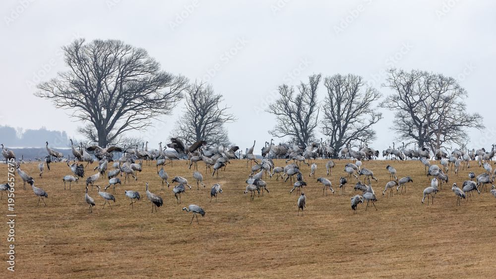 Naklejka premium Instinctive unity of migration with large flock of cranes, open field and distant trees at Hornborgasjon lake in Sweden, wildlife migration concept