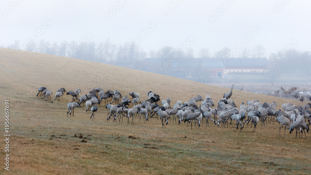 Obraz premium Focused instinct of survival with feeding grey cranes, grass field, group behavior and natural setting at Hornborgasjon lake in Sweden, wildlife and behavior storytelling