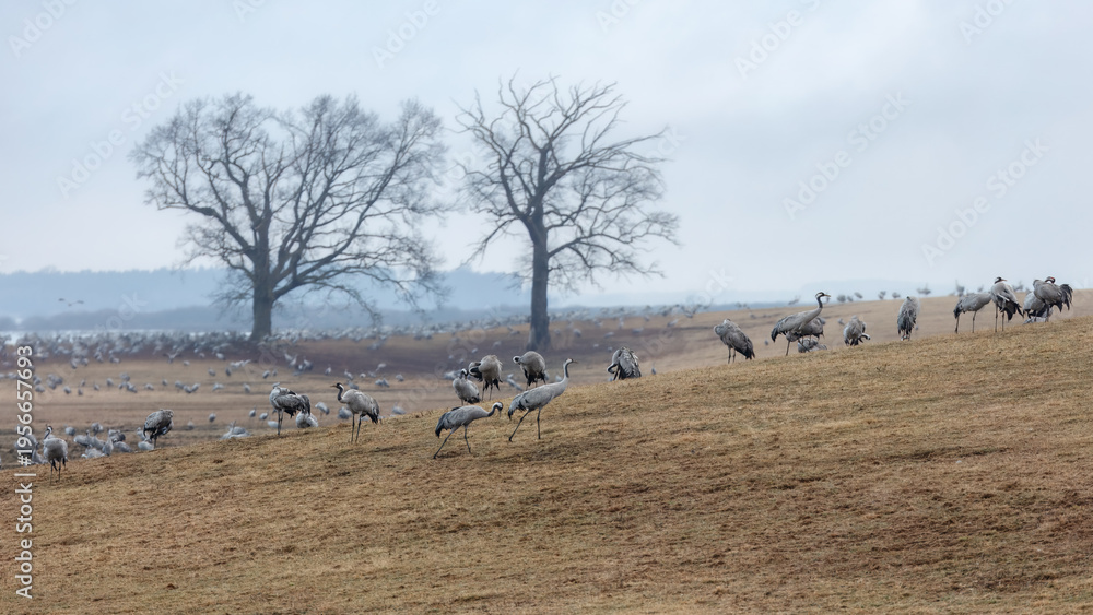 Naklejka premium Flow of migration across the land with cranes, hillside, field and distant horizon at Hornborgasjon lake in Sweden, seasonal landscape and wildlife movement