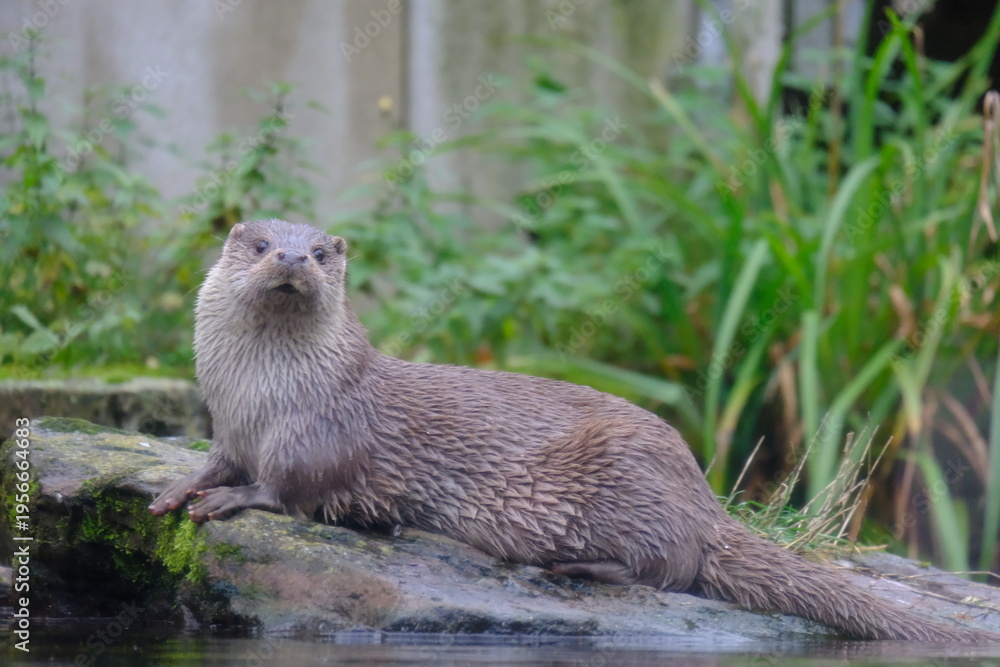 Fototapeta premium Eurasian otter (Lutra lutra) in captivity
