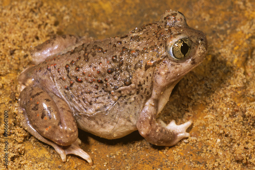Plains Spadefoot Toad, Spea bombifrons
