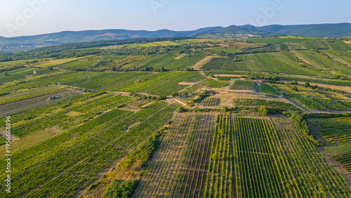 Foto Panorama view of vineyards at Tokaj region of Hungary