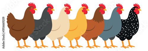 Flat illustration set of 7 colorful chicken breeds featuring diverse plumage patterns for poultry and farm design