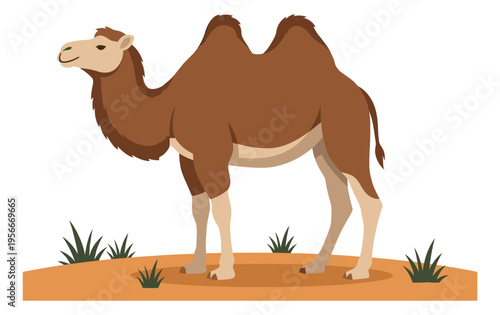 Flat illustration of two hump camel standing on desert ground for wildlife and travel design