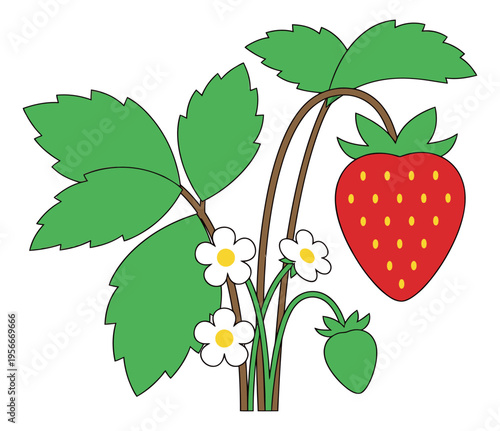 Cartoon illustration of strawberry plant depicting fruit, flowers and foliage for agriculture and gardening design
