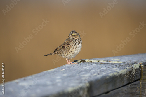 Savanna Sparrow looking Left
