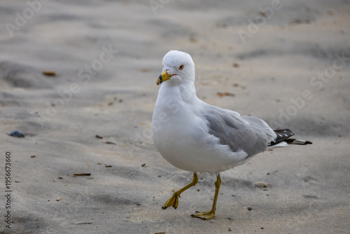 Ring-billed Gull on Beach