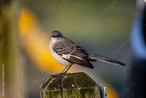 Mockingbird on a Post