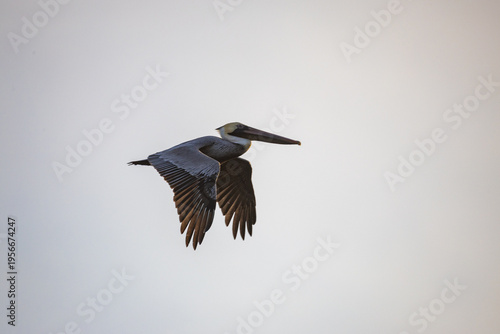 Flying Pelican in Clear Sky