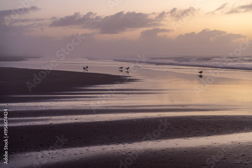 Birds on Reflective Beach at Dawn
