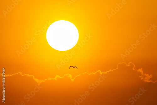 Big Sun with Flying Bird over Glowing Morning Clouds Background