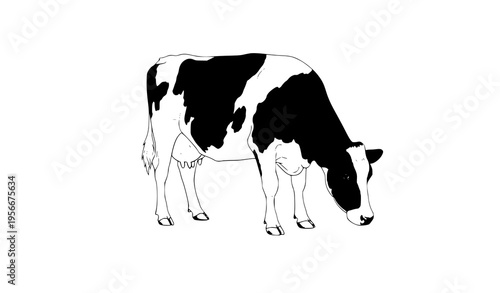 Holstein dairy cow realistic perspective view vector illustration isolated on white background with detailed markings
