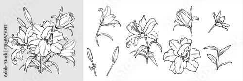 Lily bouquet and set of isolated flower. Vector Lilies illustrations. Flower drawing in line art style. Lily painted by black inks. Collection of lily flowers. Outline of Lilies engraving EPS10