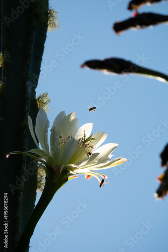 Flowering San Pedro cactus in Northland, New Zealand