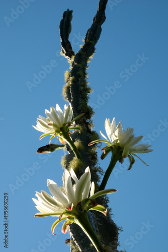 Foto Flowering San Pedro cactus in Northland, New Zealand