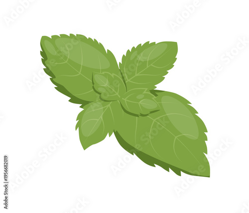 Fresh green sprig of garden mint leaves vector illustration isolated on a white background. Mint botanical illustration