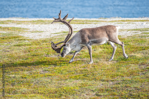 Bull Reindeer with Large Antlers Grazing on Arctic Heather Tundra with Blurry Blue Ocean Background, Finnmark, Norway