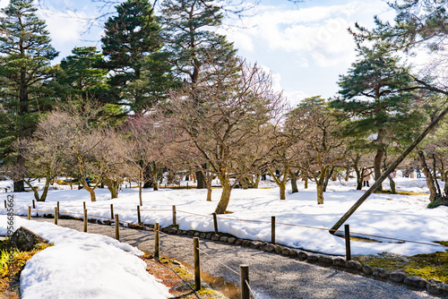 雪の兼六園に咲く梅の木と冬から春への季節の風景